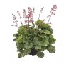 Гейхера Минт Маркиз (Mint Marquess) C1
